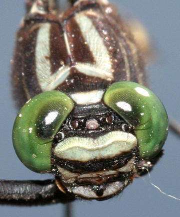 Cobra Clubtail - Gomphus vastus