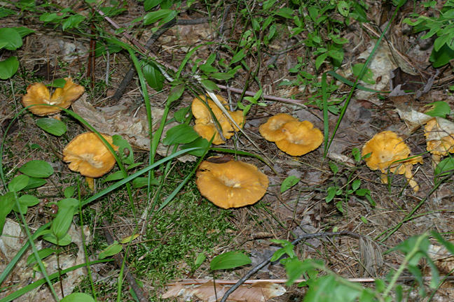 Cantharellus cibarius