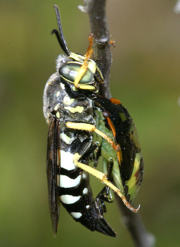 Bicyrtes quadrifasciatus (with a Stink Bug)