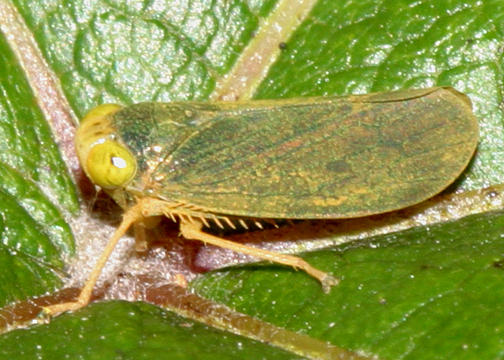 male Coelidia olitoria