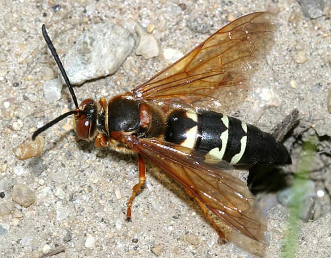 Sphecius speciosus - Cicada Killer