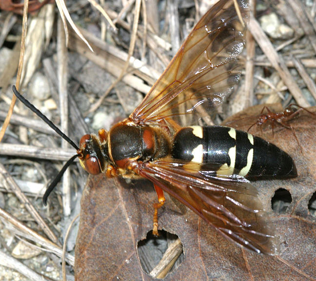 Sphecius speciosus - Cicada Killer