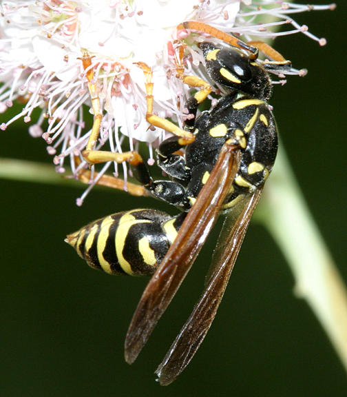 Polistes dominulus