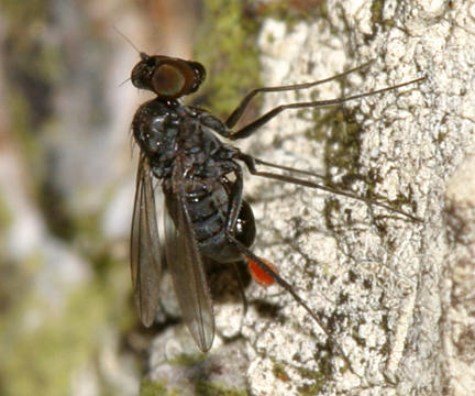 Medetera sp. (male)