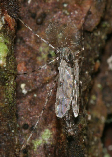 Ablabesmyia subgenus Karelia