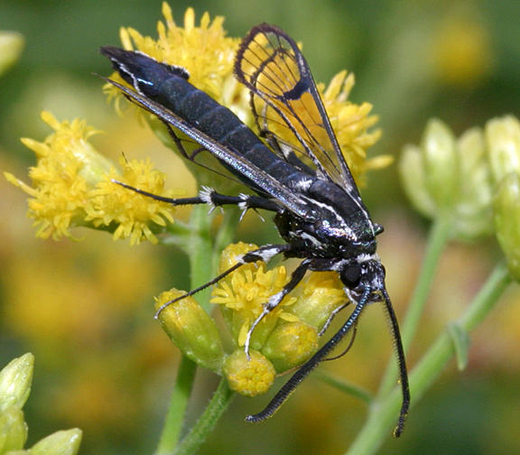 2583 -- Peachtree Borer Moth -- Synanthedon exitiosa (male)
