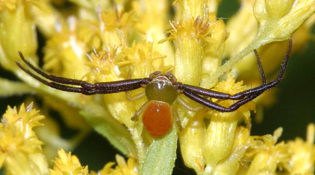 Whitebanded Crab Spider - Misumenoides formosipes (male)