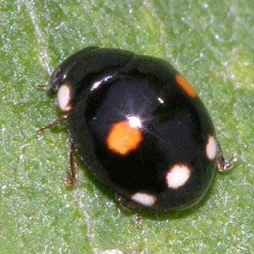 Esteemed Lady Beetle - Hyperaspis proba (female)