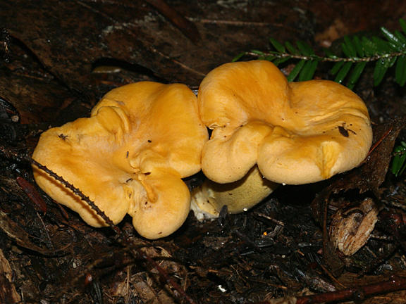 Cantharellus cibarius