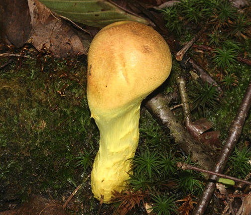  Pilveroboletus ravenelii