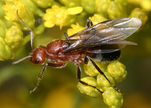 Formica obscuriventris (winged female)