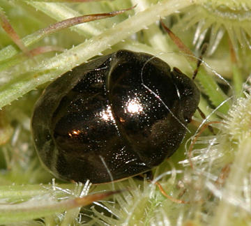 Corimelaena sp.