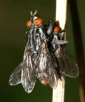 Sarcophaga sp.