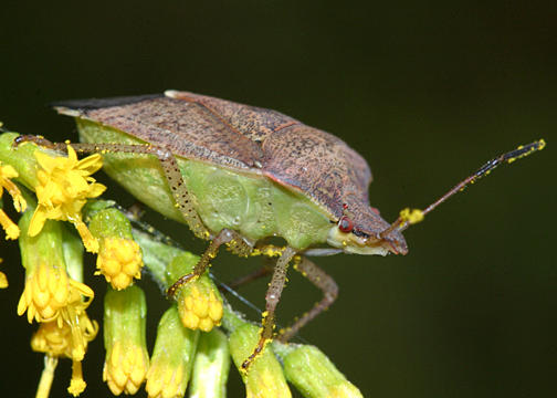  Euschistus sp.