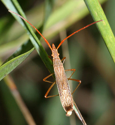 Protenor belfragei