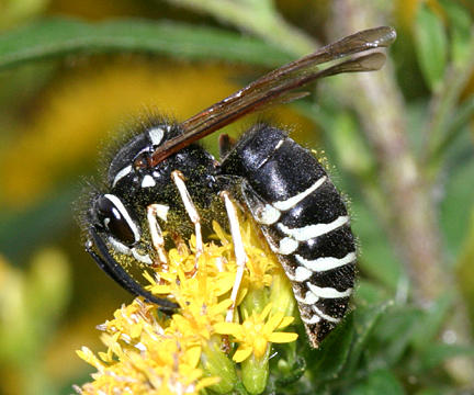 Vespula consobrina (Blackjacket)