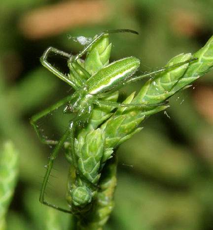 Tetragnatha viridis