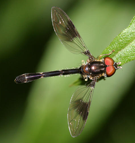 Ocyptamus fascipennis (male)