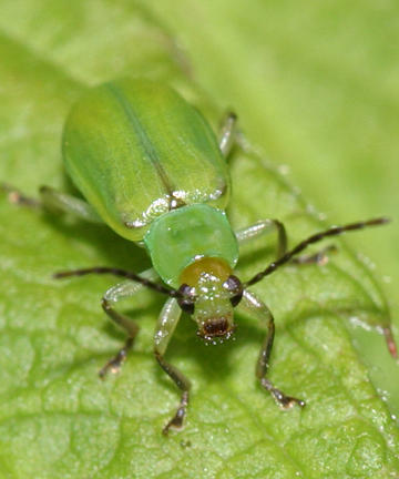 Northern Corn Rootworm - Diabrotica barberi