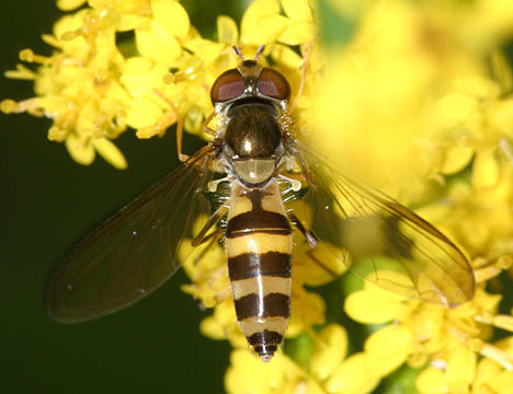 Meliscaeva cinctella (female)