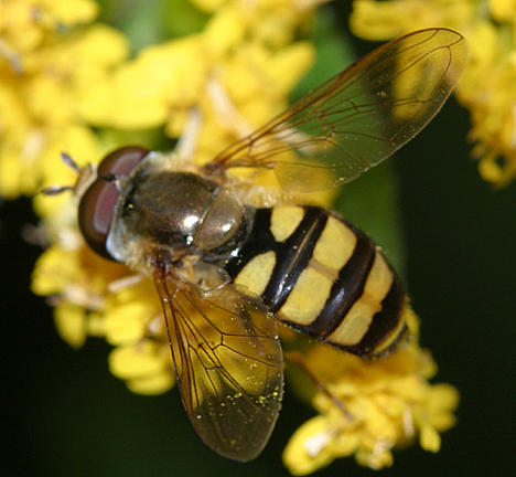 Eupeodes sp. (male)