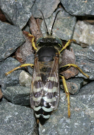 Bembix americana