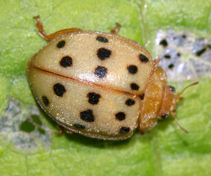 Mexican Bean Beetle - Epilachna varivestis