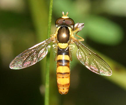 Sphaerophoria sp.