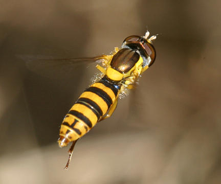 Sphaerophoria sp. (female)