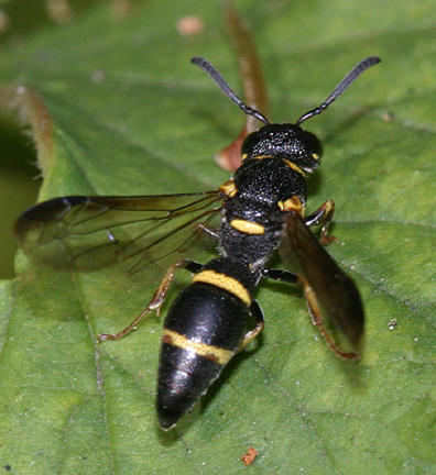 Parancistrocerus perennis (female)