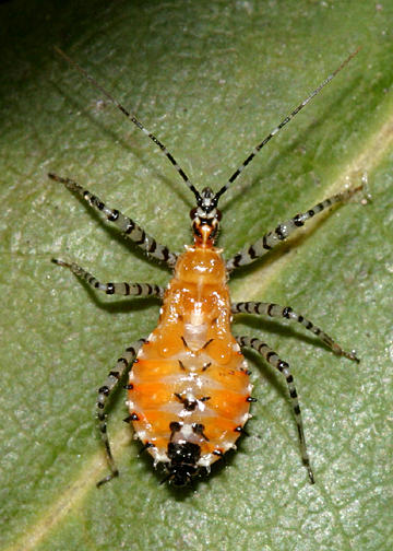 Pselliopus sp. nymph