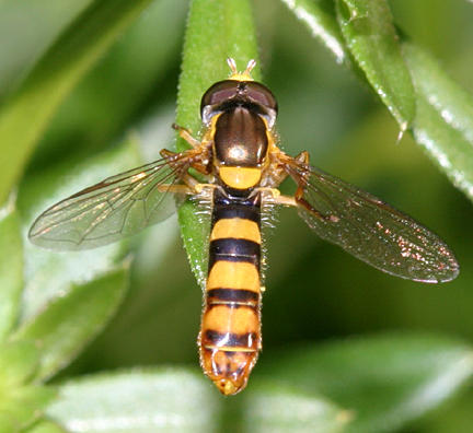 Sphaerophoria sp. (male)