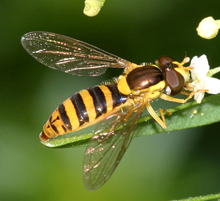 Sphaerophoria sp. (female)