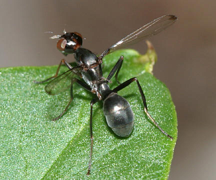 Sepsidae