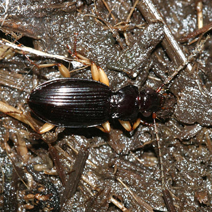 Patrobus longicornis