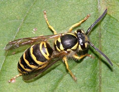 Vespula maculifrons