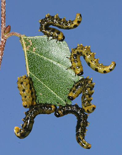 Dusky Birch Sawfly - Craesus latitarsus
