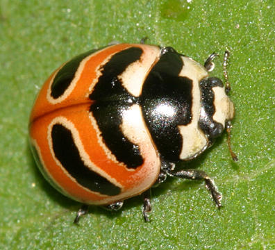 Threebanded Lady Beetle - Coccinella trifasciata