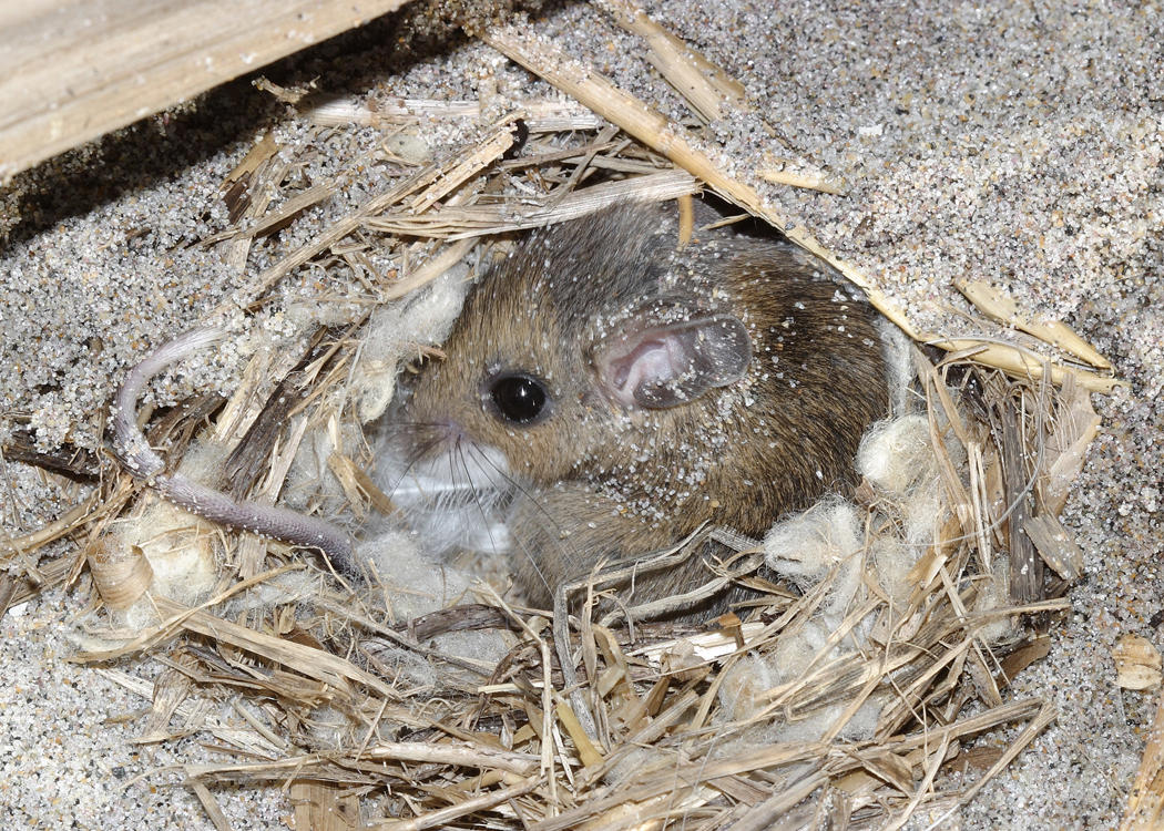 White-footed Mouse - Peromyscus leucopus