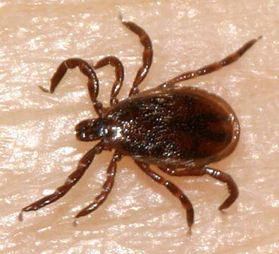 male Deer Tick - Ixodes scapularis