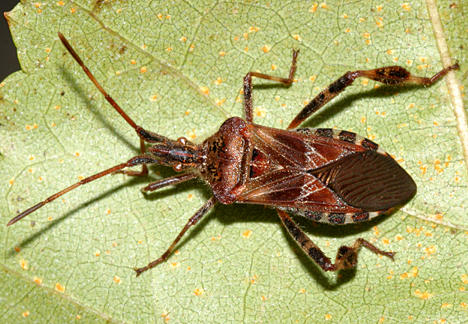 Western conifer seed bug - Leptoglossus occidentalis