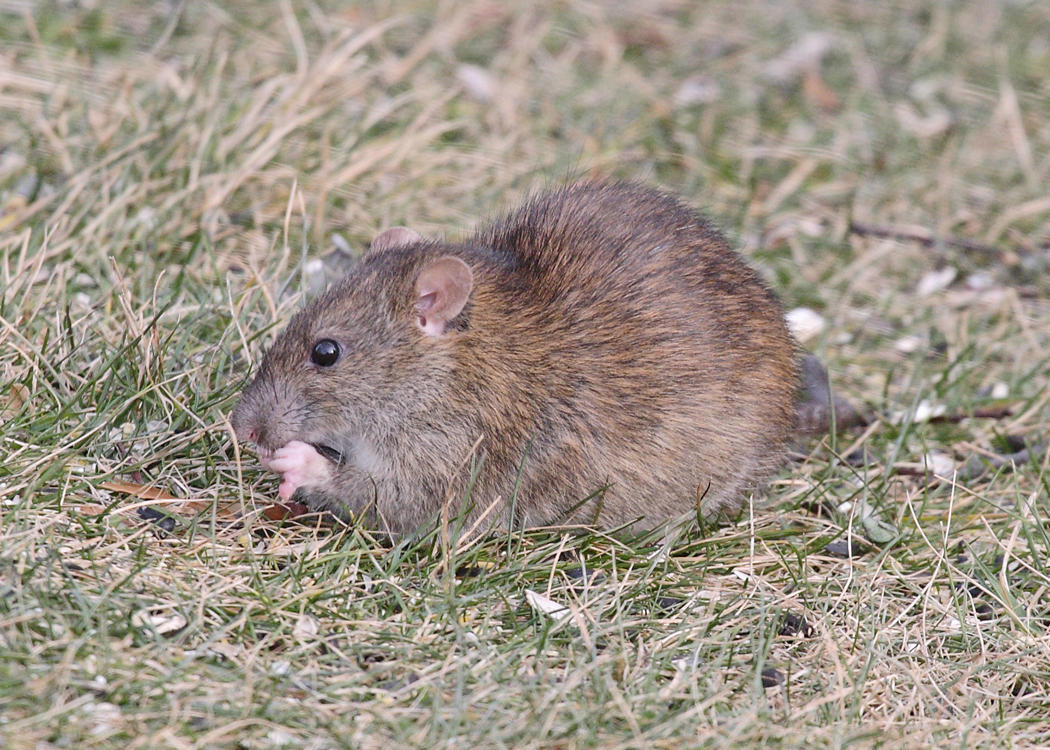 Norway Rat - Rattus norvegicus