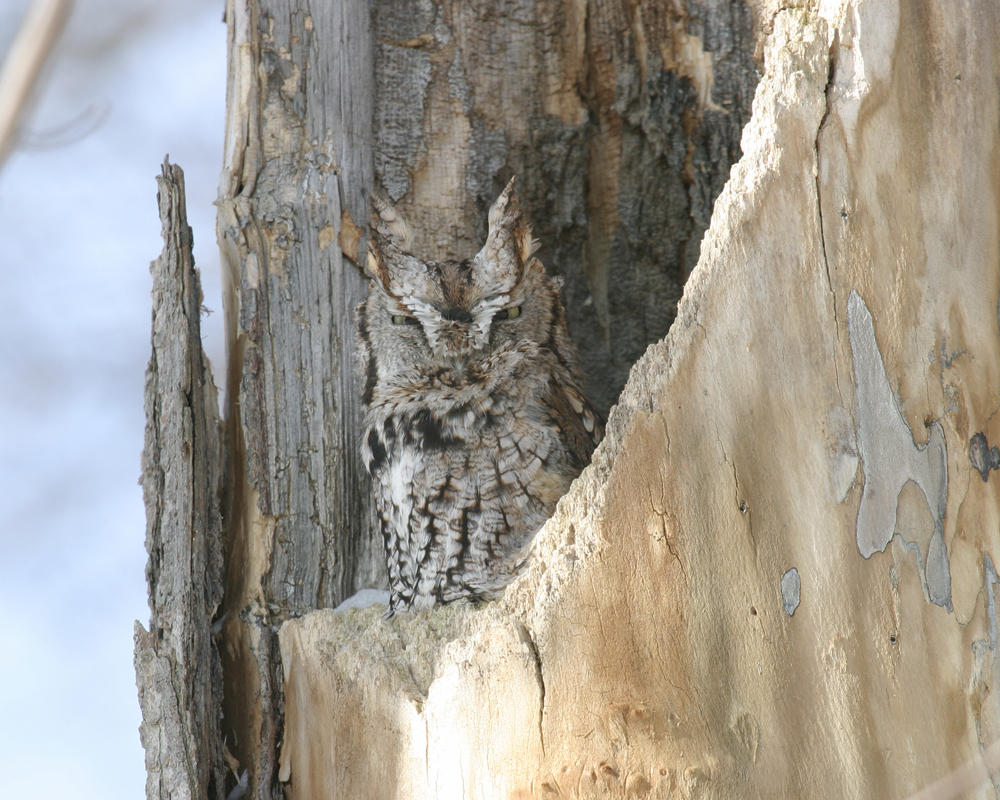 Eastern Screech Owl gray phase - Otis asio