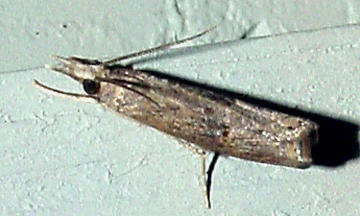 5381 - Black Grass-veneer Moth - Neodactria caliginosellus