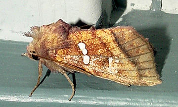 9471 -- Northern Burdock Borer Moth -- Papaipema arctivorens