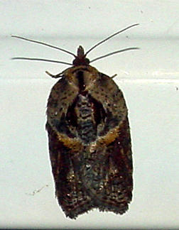 3536 -- Robinson's Acleris Moth -- Acleris robinsoniana