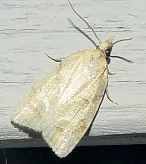 3725 - Sparganothis Moth - Sparganothis pettitana
