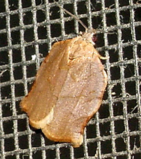3658 - Omnivorous Leafroller Moth - Archips purpurana