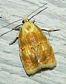 3503 -- Oak Leafshredder Moth -- Acleris semipurpurana