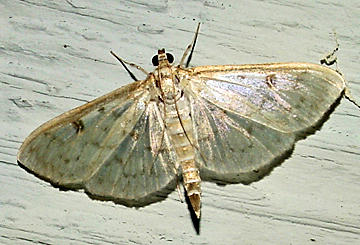 4947 - Smartweed Borer Moth - Ostrinia obumbratalis